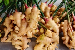 Ginger
