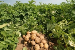Potato