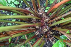cardamom1