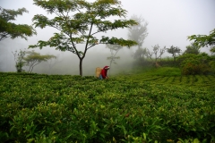 tea1
